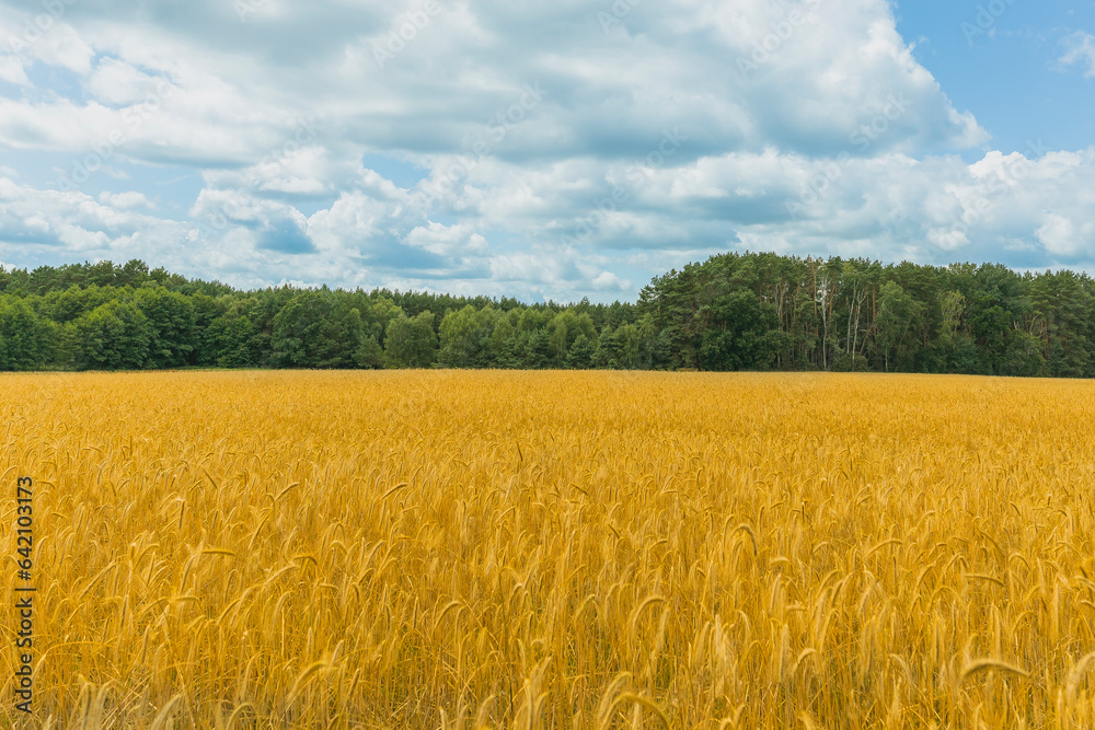 A field of corn under a blue sky with many beautiful big clouds in the sky