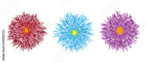 Three flowers closeup of red, blue, purple. Aster flower head isolated. Floral vector illustration.