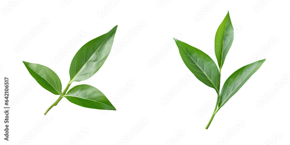 Green tea leaf viewed from above on a transparent background