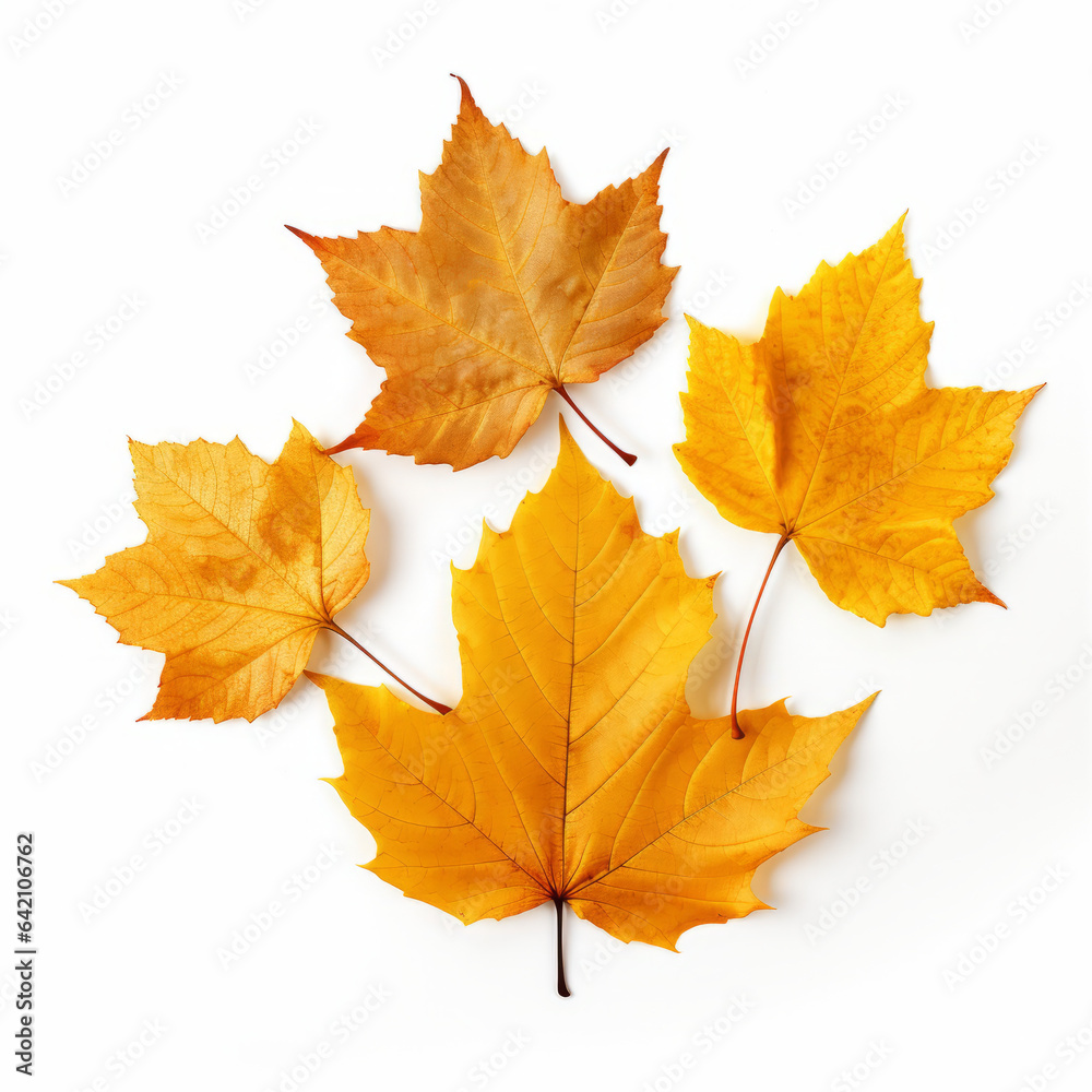 autumn leaves isolated on white autumn leaves isolated on white