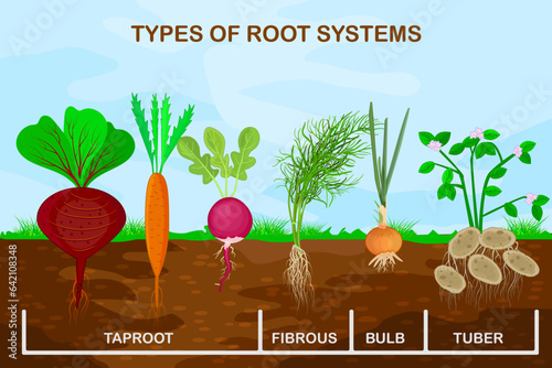Types root systems of plants.Taproot, fibrous, bulb and tuber root example comparison.Four different types of root vegetables.Plants showing root structure below ground level.Stock vector illustration photo