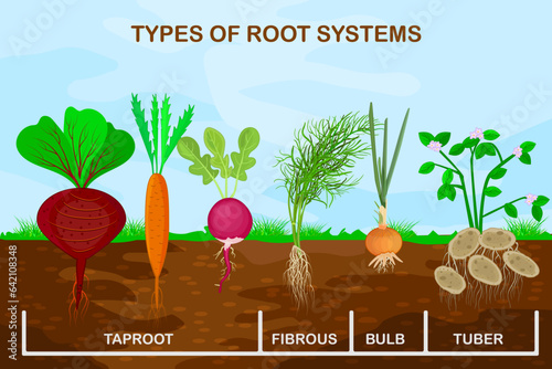 Types root systems of plants.Taproot, fibrous, bulb and tuber root example comparison.Four different types of root vegetables.Plants showing root structure below ground level.Stock vector illustration