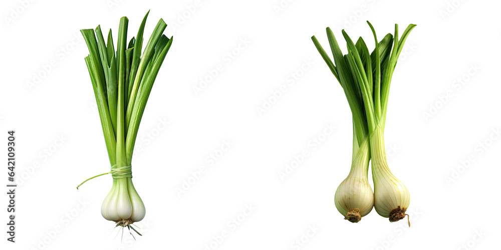 Green onion on a transparent background - obrazy, fototapety, plakaty 