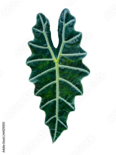 Alocasia Amazonica Sanderiana cut out backgrounds