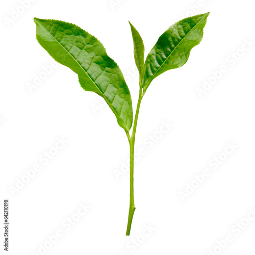 Green tea leaf isolated on transparent png