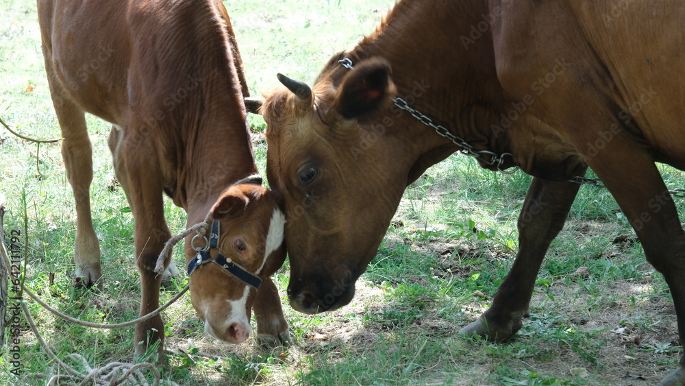 calf and cow love each other. calf and mother cow hugging calf and cow love each other. calf and mother cow hugging