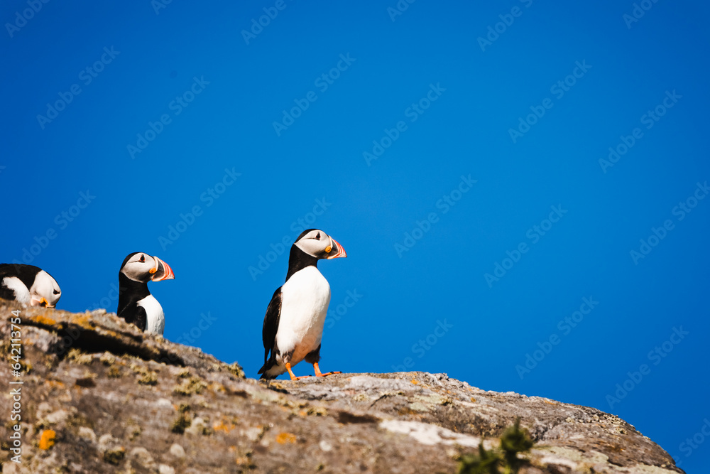 Fototapeta premium Puffin Mingulay Scotland