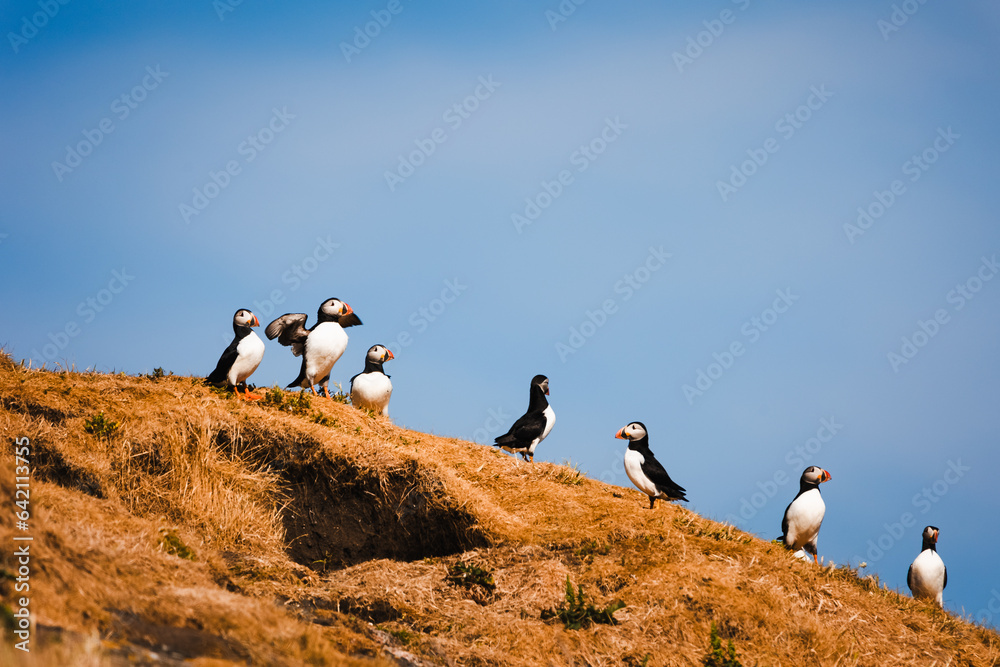 Puffin Mingulay Scotland Puffin Mingulay Scotland