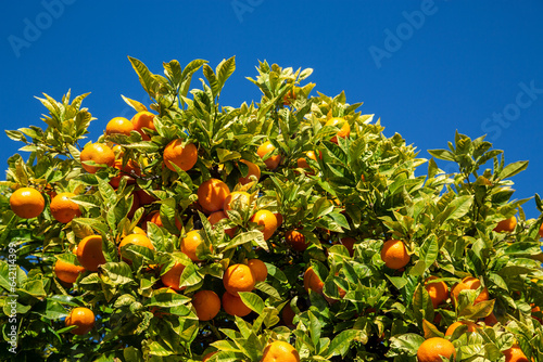 Numerous mandarins on a tree in an orchard photo