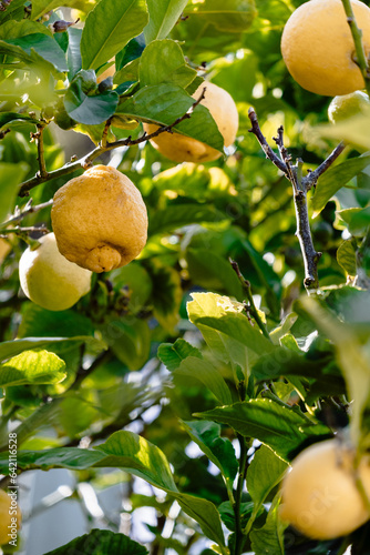 Yellow ripe lemons on atree. photo