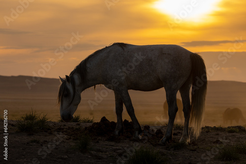 Wild Horse Silhouetted at Sunset in the Utah desert