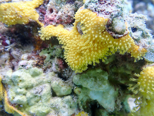 Close up macro photo of coral texture of a green, yellow, white, coral