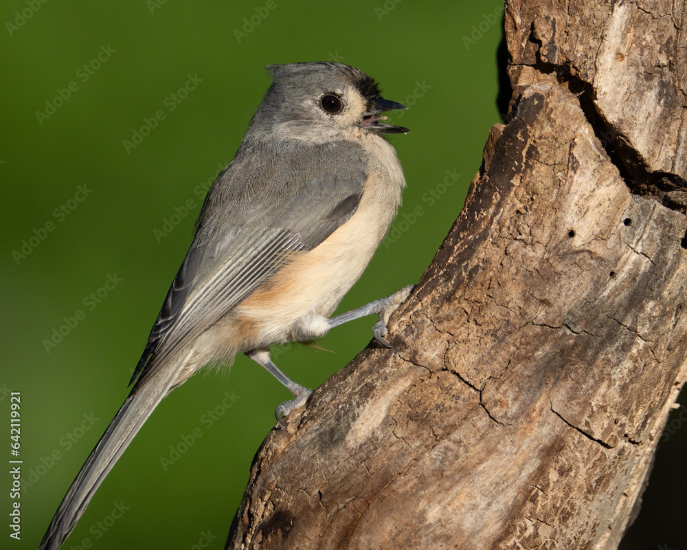 Tufted Titmouse Showing his Tongue Tufted Titmouse Showing his Tongue