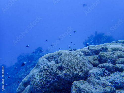 Fish close to a coral reef in the red sea close to marsa alam