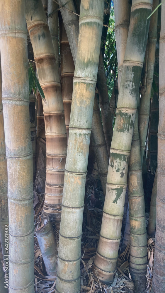 Old bamboo cane forest vertical portrait closeup