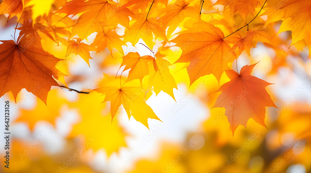 Beautiful orange and yellow autumn maple leaves close up