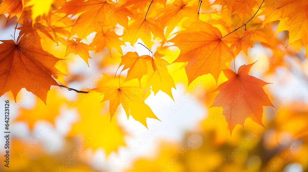 Beautiful orange and yellow autumn maple leaves close up Beautiful orange and yellow autumn maple leaves close up