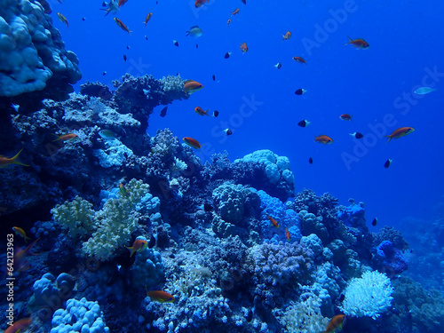 Colourful coral reef in the red sea