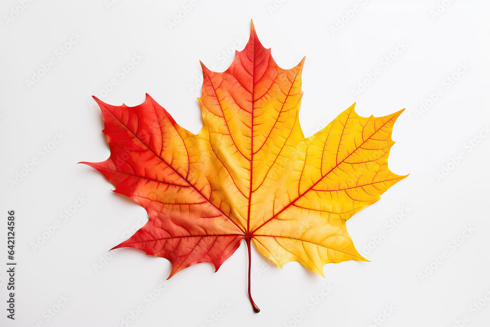 one colorful leaf on white background, ai generated one colorful leaf on white background, ai generated