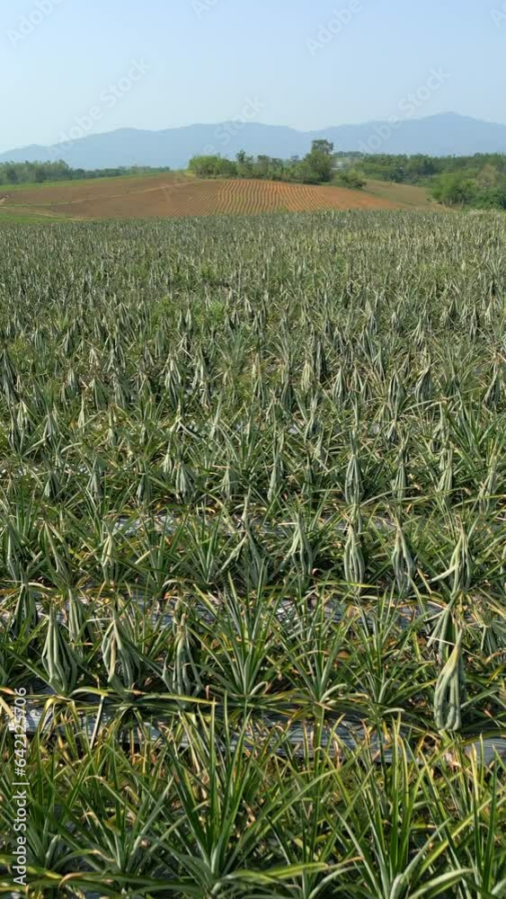 Organic pineapple plantation field in the north of Thailand, Chiang Mai province. Organic pineapple plantation field in the north of Thailand, Chiang Mai province.