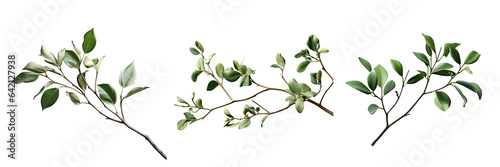 Isolated black branch with green leaves transparent background © 2rogan