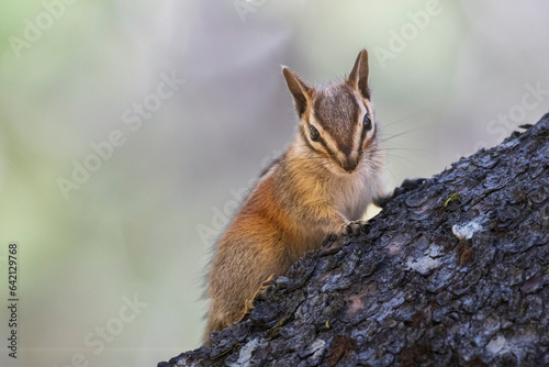 Chipmunk (Neotamias - ) in a tree.  Photographed at Gold Lake in Plumas County California, USA. photo