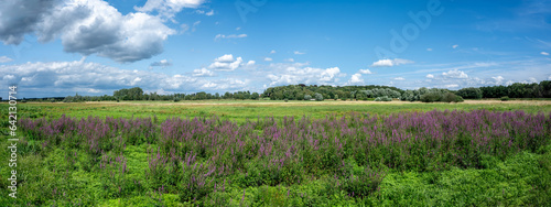 Extra large panoramic view over the Borchbeemde, a nature reserve with heather and swamps, Webbekom, Belgium