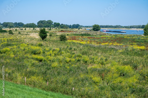 Fototapeta Naklejka Na Ścianę i Meble -  Green meadows at the natural flood zone of the river Waal, Millingerwaard, The Netherlands