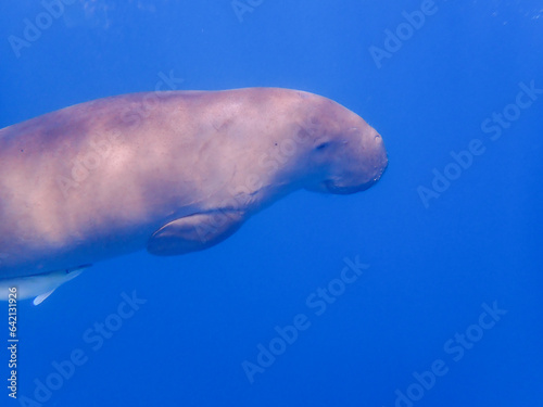 Swimming dugong in the red sea