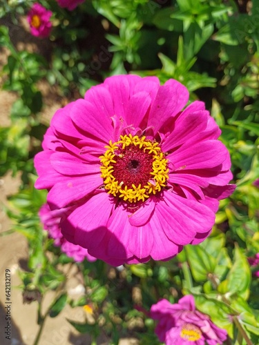 Pink zinnia flower