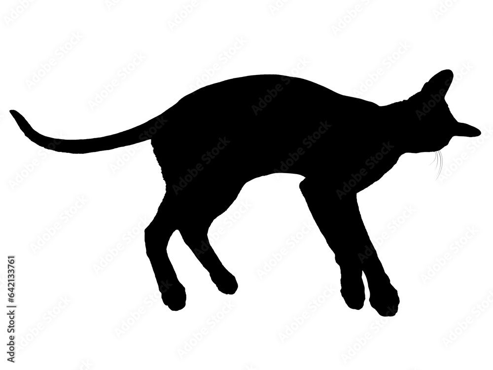 Black oriental cat silhouette with long black tail lying in PNG isolated on transparent background