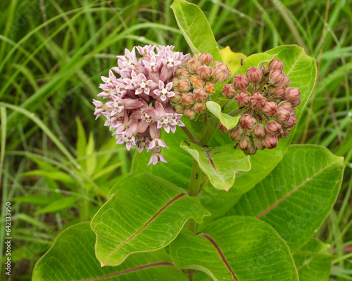 Asclepias syriaca (Common Milkweed) Native North American Prairie Wildflower