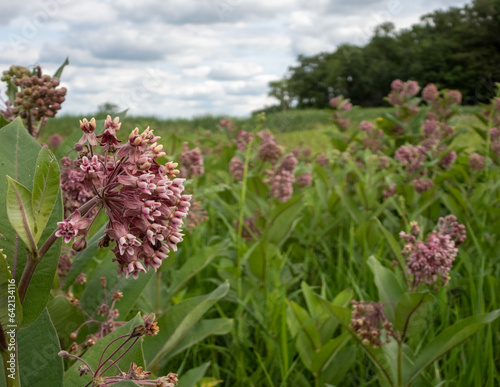 Asclepias syriaca (Common Milkweed) Native North American Prairie Wildflower photo