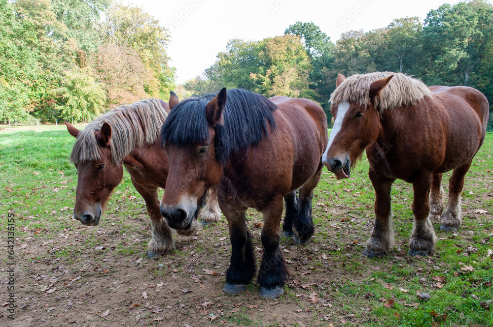 Fototapeta premium Belgian draft horse from Brabant