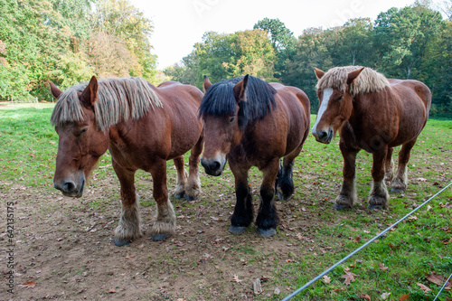 Belgian draft horse from Brabant