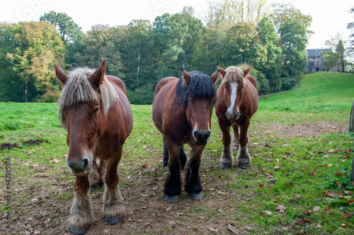Belgian draft horse from Brabant © Danny Collewaert