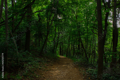 Pathway in the Woods