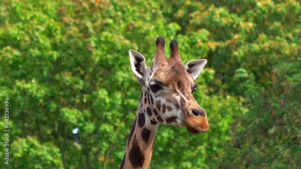 Portrait of walking and looking giraffe on the lush foliage background 4K. Calm scene in the fresh air, safari, park, nature, sunny day, real time, tele, close up, static scene, ultra hd. ProRes 422HQ Portrait of walking and looking giraffe on the lush foliage background 4K. Calm scene in the fresh air, safari, park, nature, sunny day, real time, tele, close up, static scene, ultra hd. ProRes 422HQ