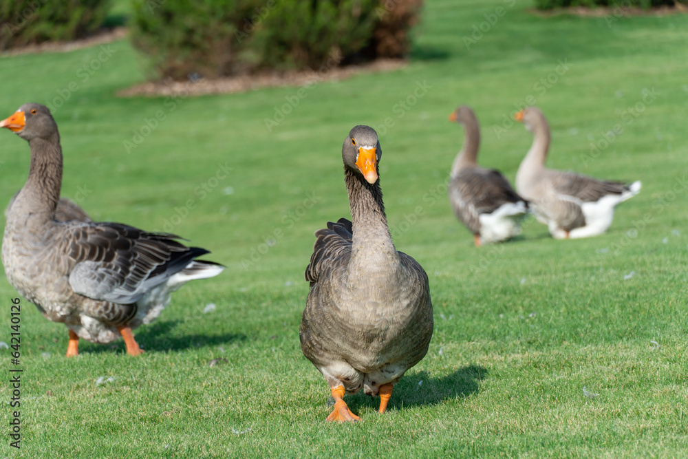 Gray goose walking along the grass in park. Greylag geese is species of large in the waterfowl family anatidae. Domestic bird anser anser go and grazing among green lawn. Life poultry. Gray goose walking along the grass in park. Greylag geese is species of large in the waterfowl family anatidae. Domestic bird anser anser go and grazing among green lawn. Life poultry.