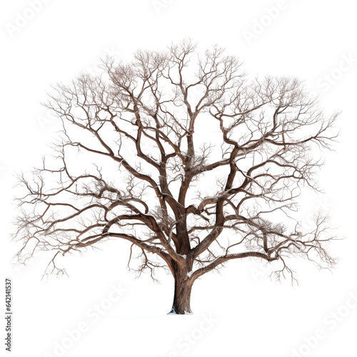 tree with no leaves on winter isolated on transparent background