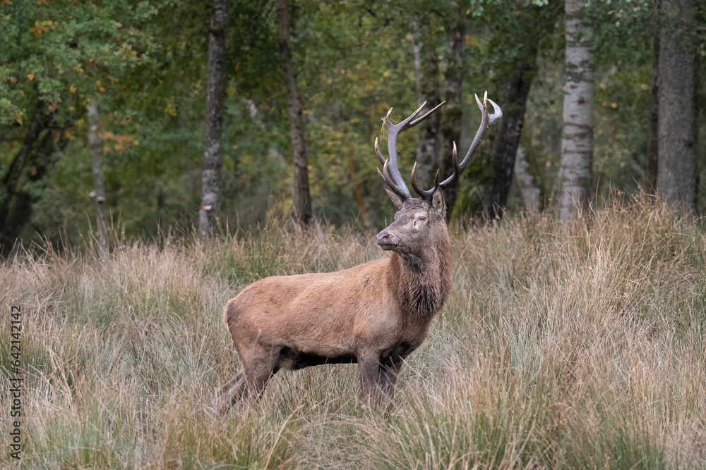 Un Cerf élaphe dans les hautes herbes pendant le brame Un Cerf élaphe dans les hautes herbes pendant le brame