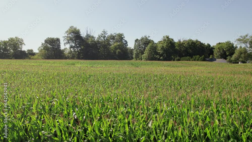 Aerial drone view of green cornfield corn field outside city in a rural farming town in Ohio, USA Aerial drone view of green cornfield corn field outside city in a rural farming town in Ohio, USA