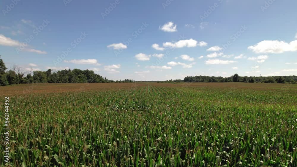 Cornfield with tall grass, corn, and trees in large farm field and agriculture land in Midwestern state of Ohio, United States from a drone aerial view of green lands Cornfield with tall grass, corn, and trees in large farm field and agriculture land in Midwestern state of Ohio, United States from a drone aerial view of green lands