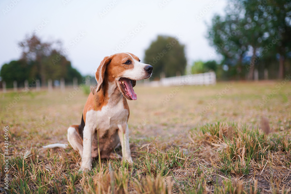 A tri-color beagle is yawning while sitting on the the grass field in the farm on  sunny day