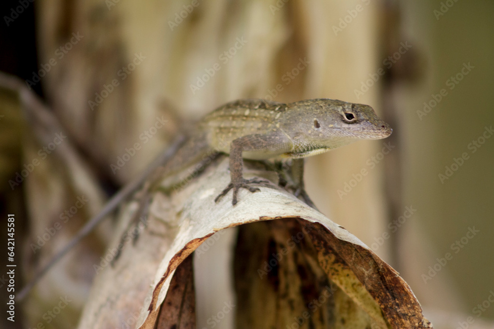Outdoor backyard photos of Florida wildlife. Mostly lizard watching and climbing in trees and bushes. Simple and clean photos of lizards and other small animals.