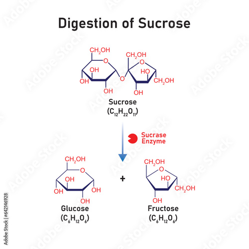 Sucrose Molecule Digestion by Sucrase Enzyme Concept Design. Vector Illustration.