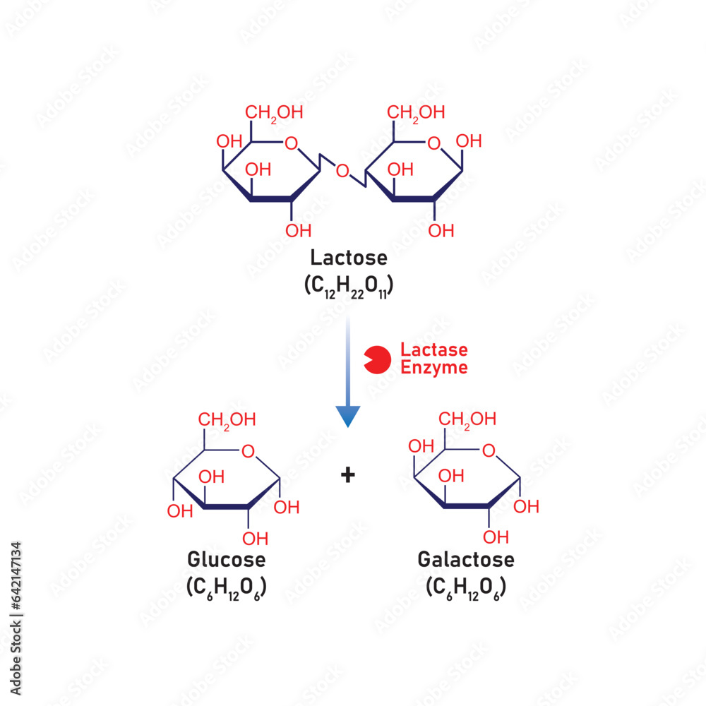 Lactose Molecule Digestion by Lactase Enzyme Concept Design. Vector