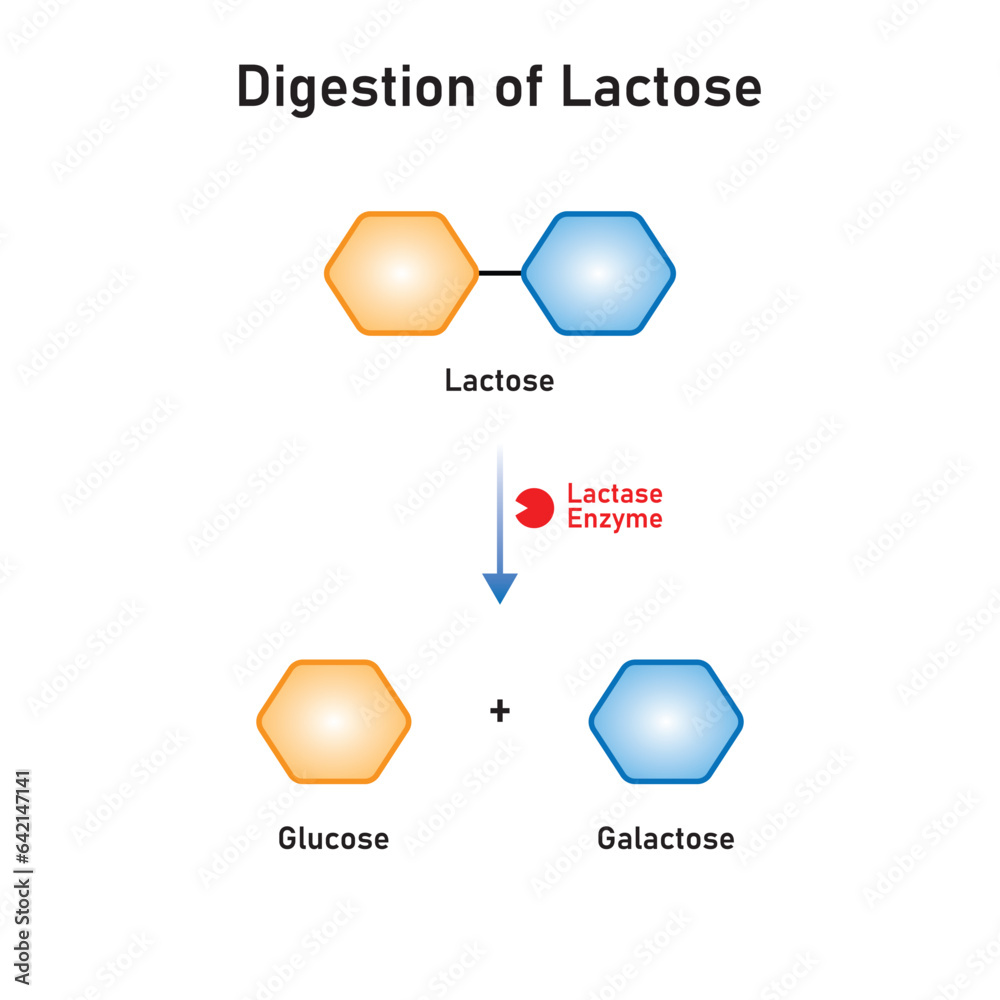 Lactose Molecule Digestion by Lactase Enzyme Concept Design. Vector Illustration. Stock Vector
