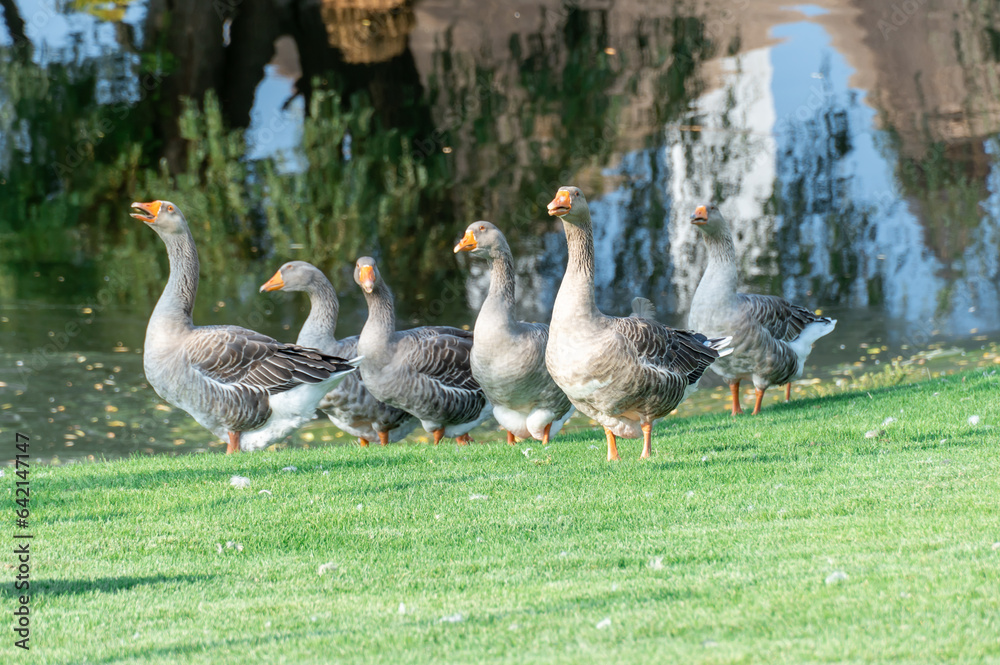 Group gray geese grazing near lake in park. Greylag goose is species of large in the waterfowl family anatidae. Domestic birds anser anser walking among green lawn. Life poultry on the pond. Group gray geese grazing near lake in park. Greylag goose is species of large in the waterfowl family anatidae. Domestic birds anser anser walking among green lawn. Life poultry on the pond.