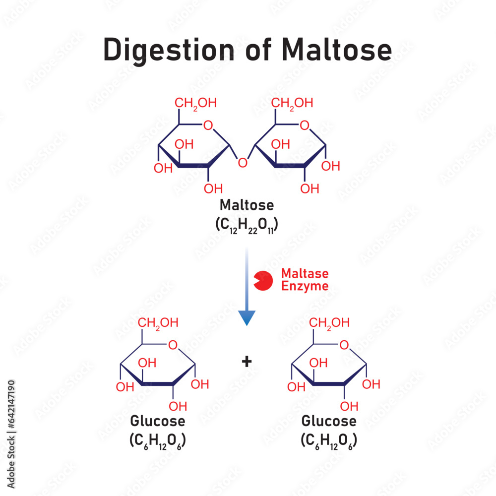 Maltose Molecule Digestion by Maltase Enzyme Concept Design. Vector
